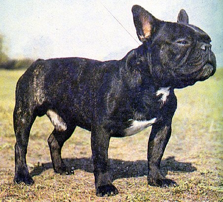 Französische Bulldogge: ein Kampfschmuser im Rasseportrait